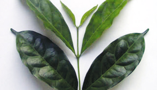 Coffea charrieriana